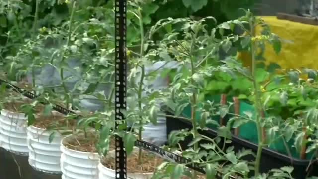 The process of growing tomatoes at home from planting to harvesting