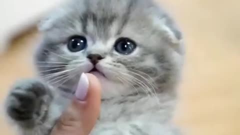 Cute baby cat funny video innocent cat video Itz king maker