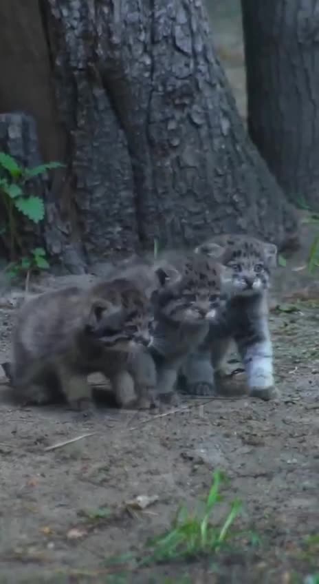 Pallas cat and her kittens