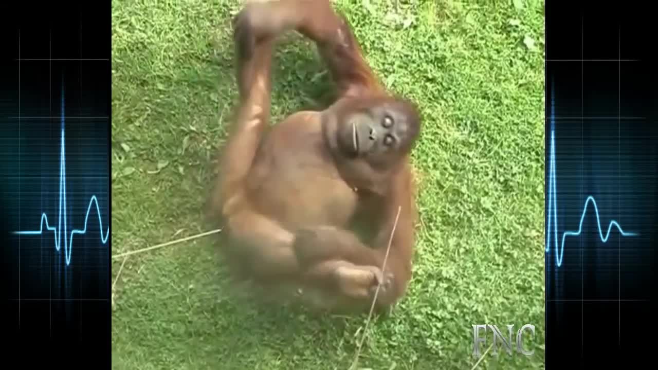 Monkey Fails Compilation #1