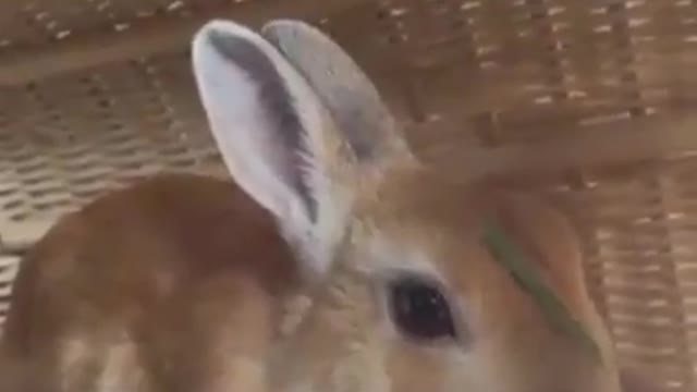 What a lovely rabbit