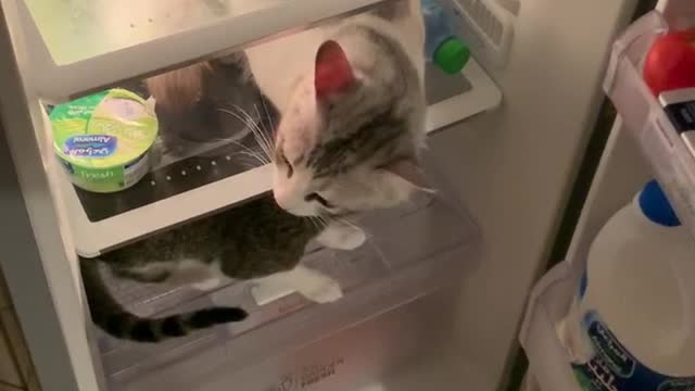 Cats In Dubai Love Chill In Fridge To Cool Off