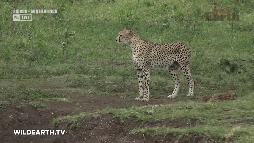 Crocodile brutally devours cheetah