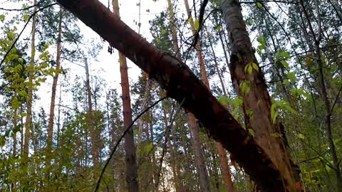 Fallen tree