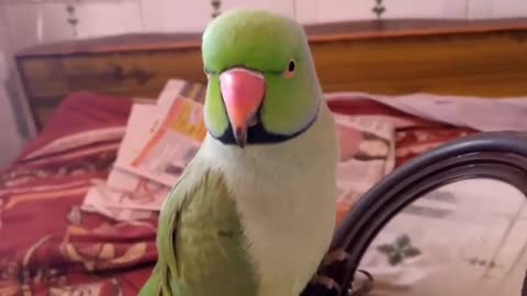 Parrot speek talking to give roti means food