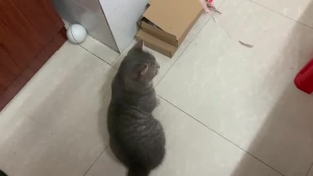 A cat sitting and playing