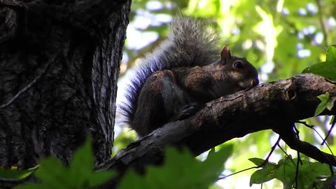 Barred Owl Hunting Eastern Gray Squirrel