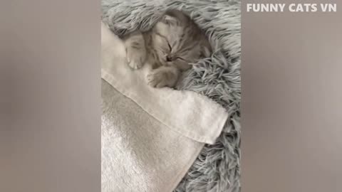 Mojo Maddness - Funniest Cats And Dogs Videos