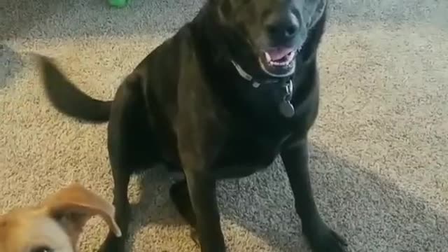 DOGS REACT TO VOTE 4 BIDEN