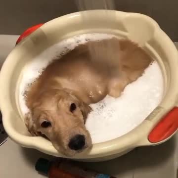 Take a shower with warm water. shampoo. The dog is enjoying. very fun.