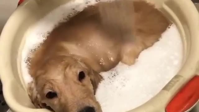 Take a shower with warm water. shampoo. The dog is enjoying. very fun.