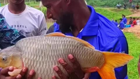 Golden Carp fish