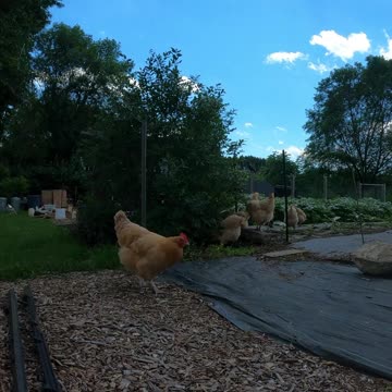OMC! All paths lead to my Chickens! Envisioning the path! #backyardchickens #pathway #shorts