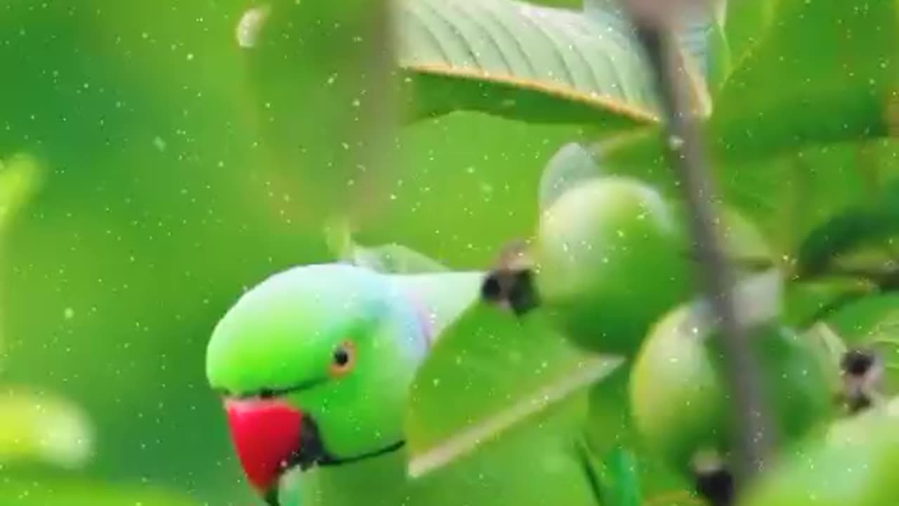 Beautiful parrot 🦜