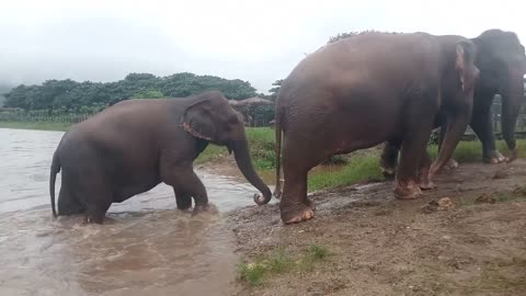 Elephants Crossing the Canel