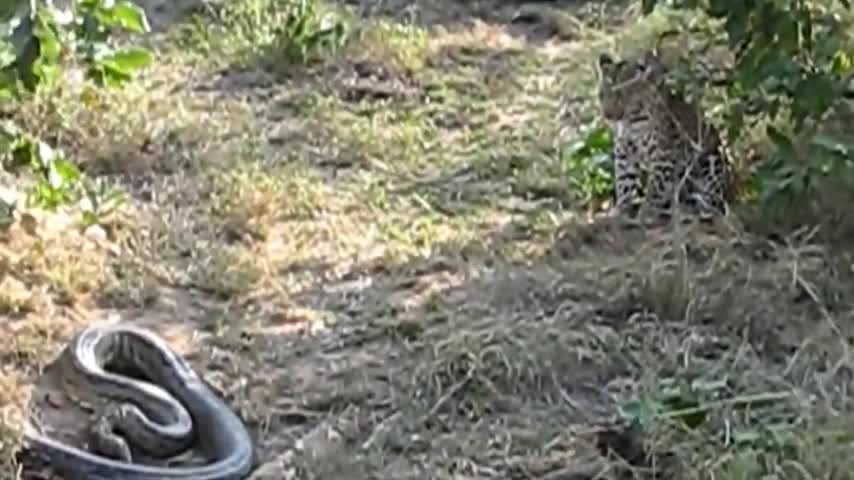 OMG! Giant Python Hunt Leopard Cubs When Mother Leopard Hunting Impala, Anaconda vs Crocodile