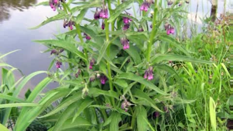 O confrei (Symphytum officinale L.) é usado para micoses, espinhas e doenças dermatológicas