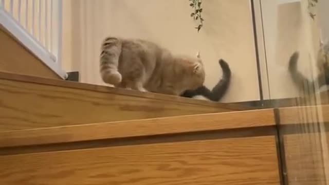 When encountering absolute power, the tiny cat symbolically fights back with its small paws