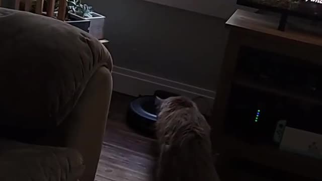 Alexa Activates Vacuum Around Cat