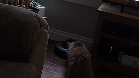 Alexa Activates Vacuum Around Cat
