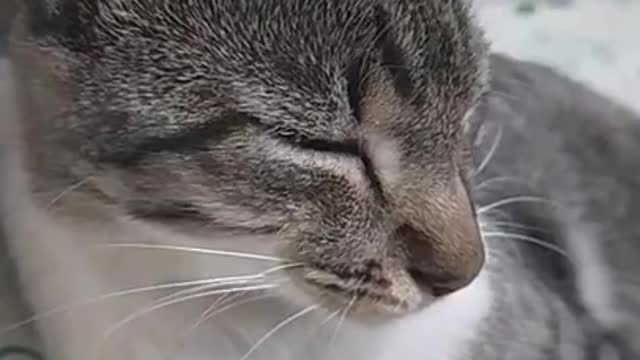 piada pra gato