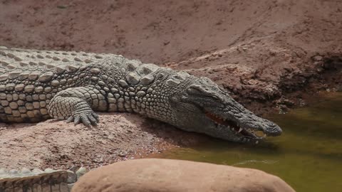 Animal sleeping