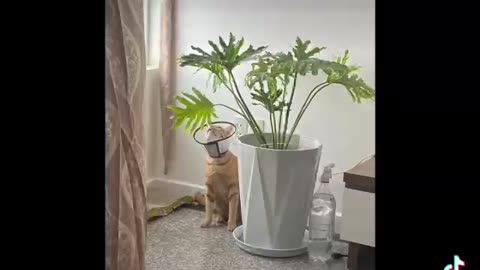 Cat Happy Birthday