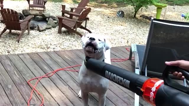Dogo In The Wind