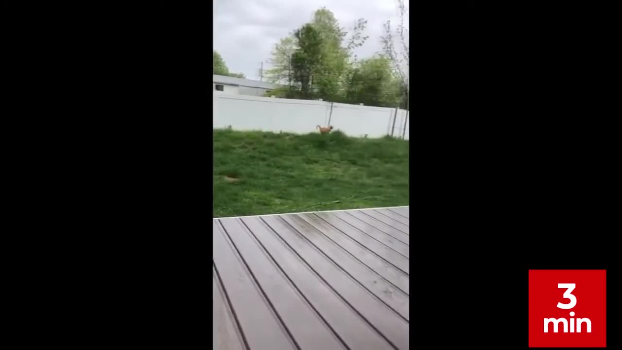 Wonderful Animals Part 20