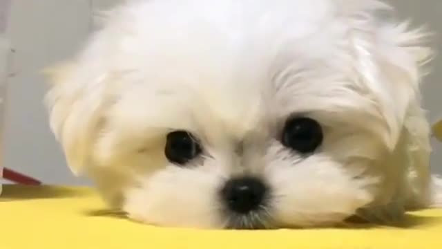 Cute and cute dog.