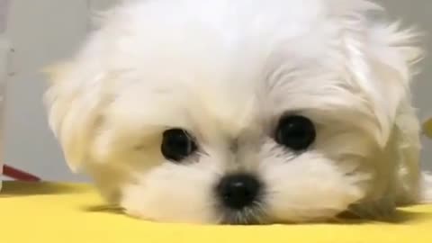 Cute and cute dog.