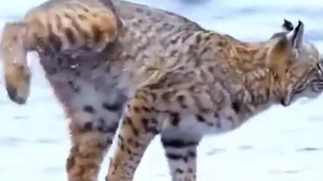 Tiger Pub Jump Viral Animals Video Clip Funny Animals YouTube #Shorts