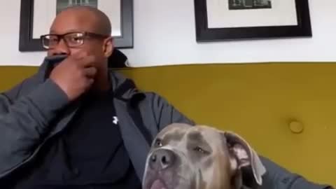 (funny) magic words wake pitbull doggie from deep sleep