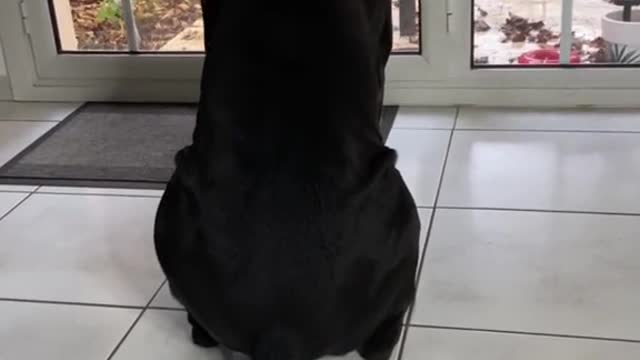 Cute big black dog