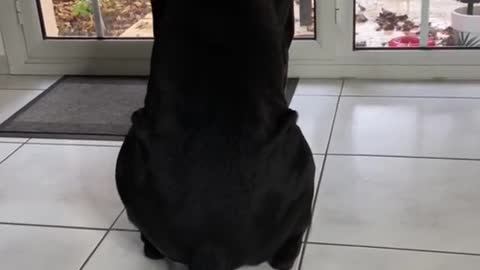 Cute big black dog