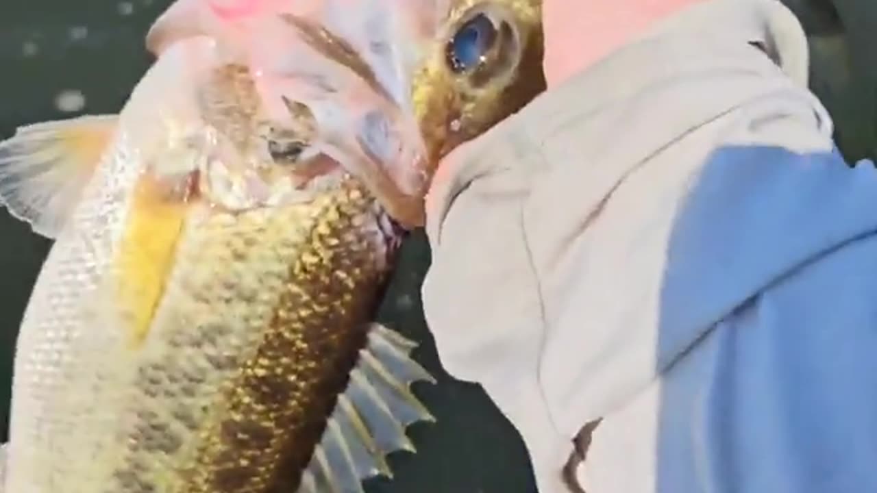 Two fish 1 kiss