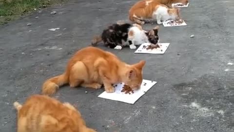 The cats are having breakfast