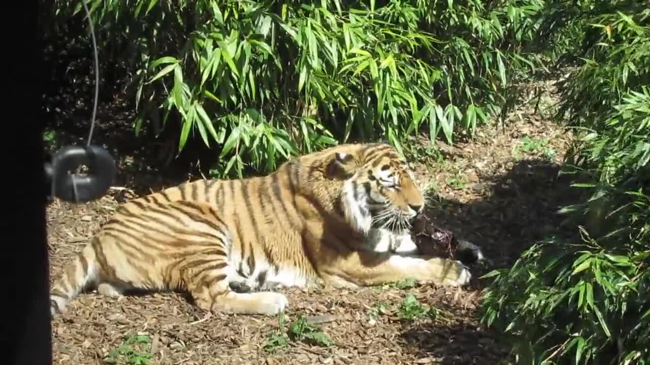 video of tiger eating