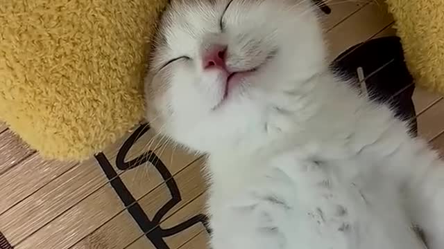 sleeping my little cute cat