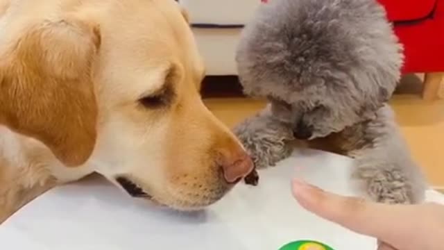 Baby Animals 1 Minutes Of Funny Cats And Dogs Videos 2021 Perros y Gatos Recopilacion