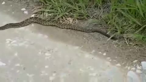 a rattlesnake on the road folks