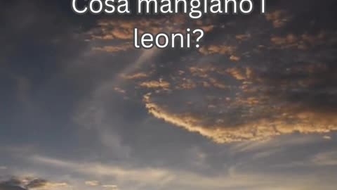 Fatto del Leone 5 - Cosa mangiano i leoni?