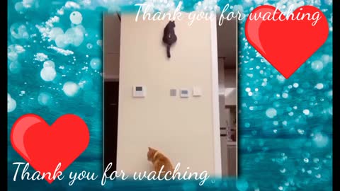 Funny cats videos