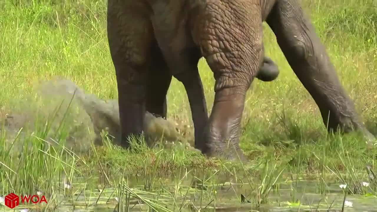 Amazing Elephant Save Children from crocodile