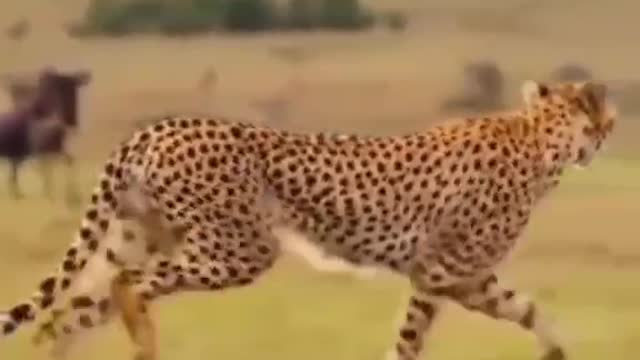 A cheetah with a brisk gait