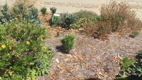 Duncraig Edible Garden Walkthrough - March 2019