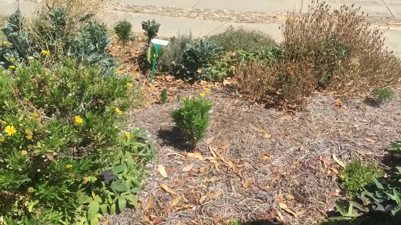 Duncraig Edible Garden Walkthrough - March 2019