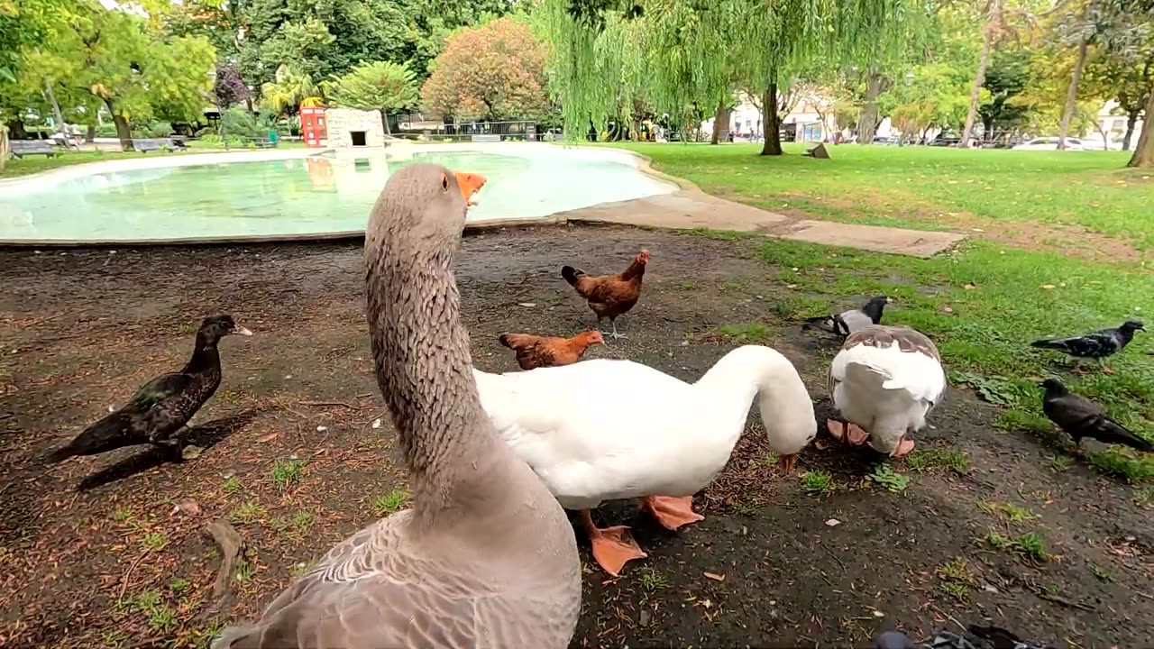 ASMR Hand Feeding Crazy goose , ducks , roosters , baby duck etc