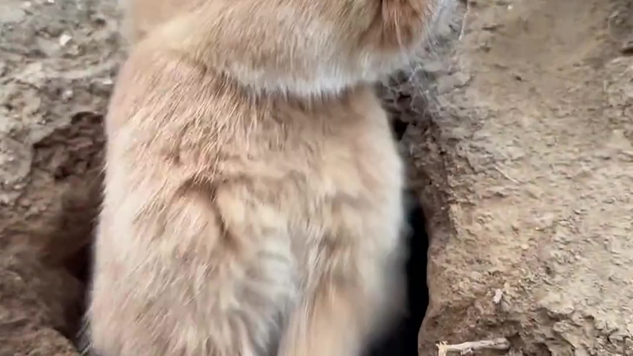 This is a unique video of sweet pet.