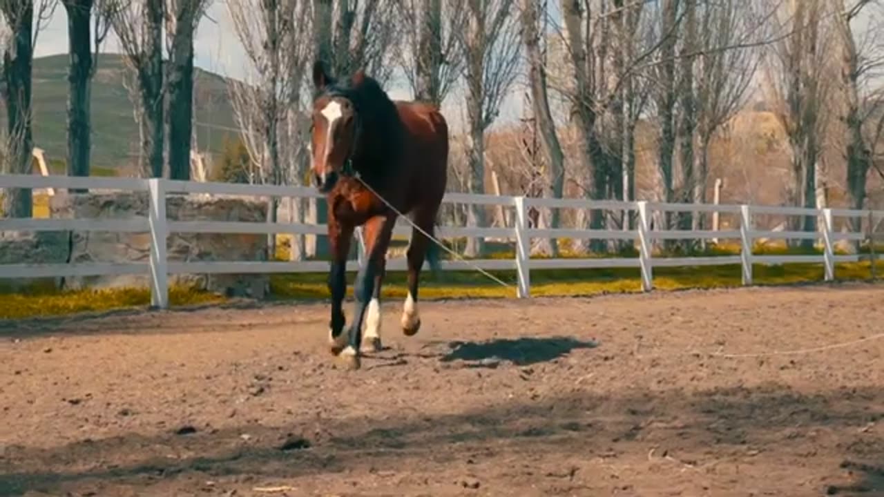 Horse sound effect